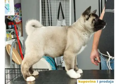 AMERICKE AKITE - dva prelepa muska steneta - 9/9