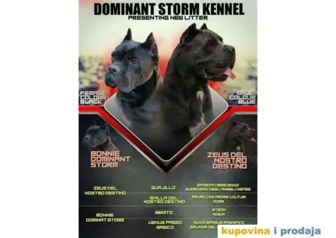 CANE CORSO - extra ponuda - 1/10