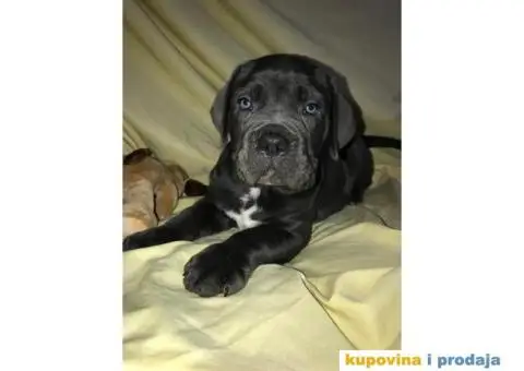 CANE CORSO - extra ponuda - 2/10