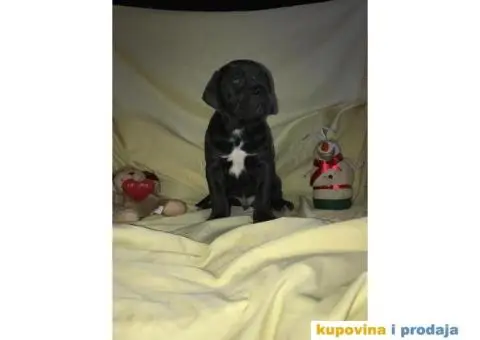 CANE CORSO - extra ponuda - 3/10
