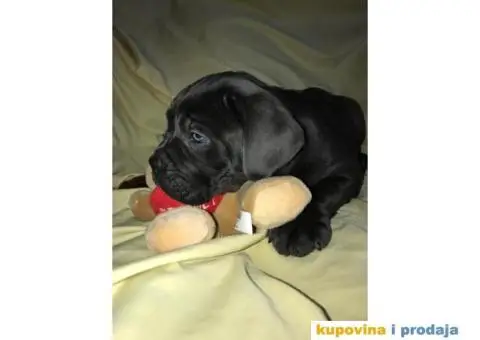 CANE CORSO - extra ponuda - 4/10