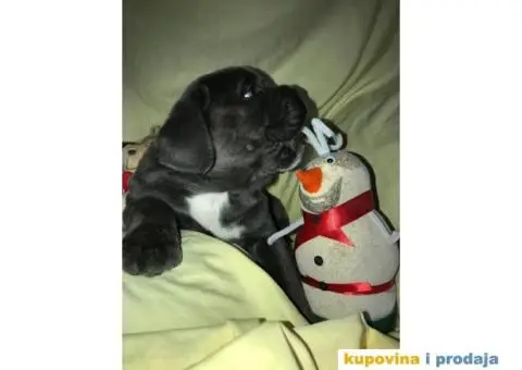 CANE CORSO - extra ponuda - 5/10
