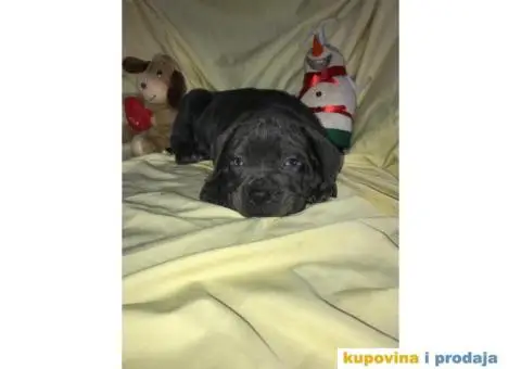 CANE CORSO - extra ponuda - 6/10
