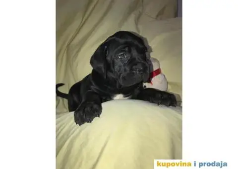 CANE CORSO - extra ponuda - 7/10
