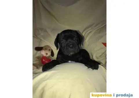 CANE CORSO - extra ponuda - 8/10