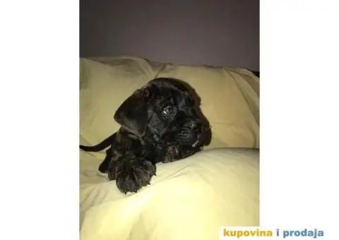 CANE CORSO - extra ponuda - 9/10