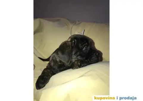 CANE CORSO - extra ponuda - 10/10