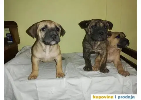 Presa CANARIO - stenci izlozbenog kvaliteta - 1/9