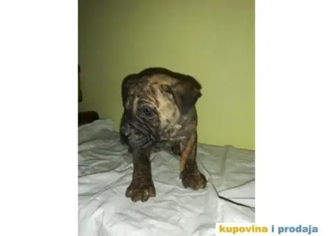 Presa CANARIO - stenci izlozbenog kvaliteta - 2/9