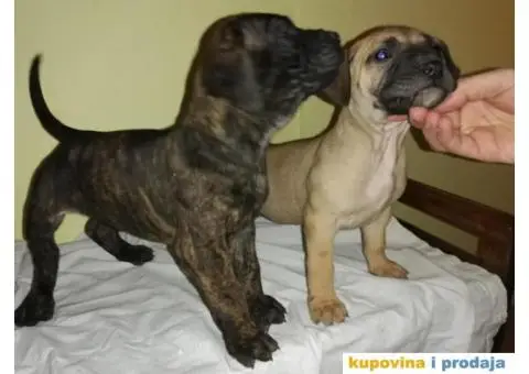 Presa CANARIO - stenci izlozbenog kvaliteta - 3/9