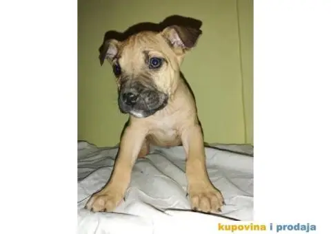 Presa CANARIO - stenci izlozbenog kvaliteta - 4/9