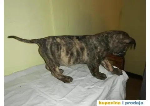 Presa CANARIO - stenci izlozbenog kvaliteta - 5/9