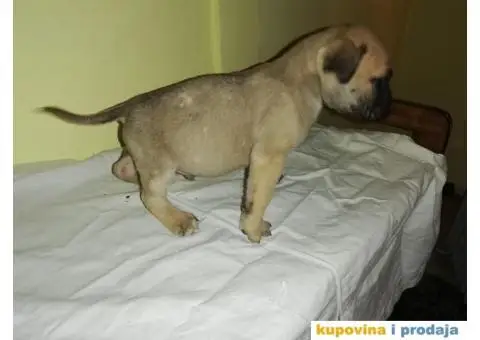 Presa CANARIO - stenci izlozbenog kvaliteta - 6/9