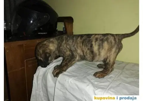 Presa CANARIO - stenci izlozbenog kvaliteta - 7/9