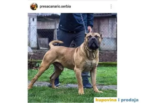 Presa CANARIO - stenci izlozbenog kvaliteta - 8/9