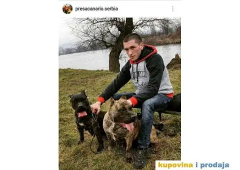 Presa CANARIO - stenci izlozbenog kvaliteta - 9/9