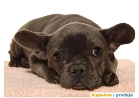 FRANCUSKI BULDOG - plava zenkica