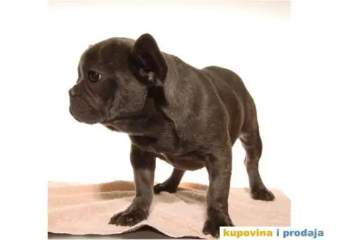 FRANCUSKI BULDOG - plava zenkica - 2/2