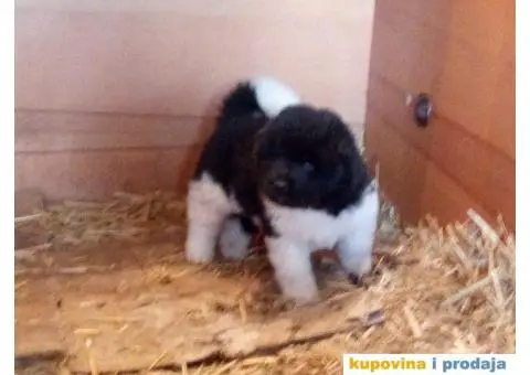 AMERICKE AKITE - odlicnog porekla - 3/7