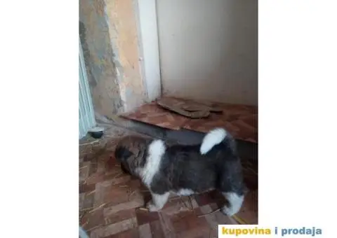 AMERICKE AKITE - odlicnog porekla - 7/7