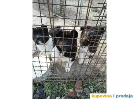 AMERICKE AKITE - vrhunskog porekla - 1/10