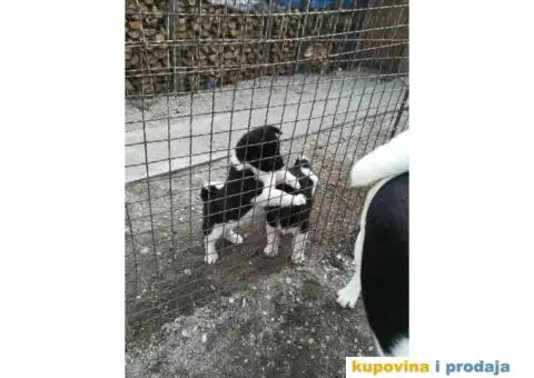 AMERICKE AKITE - vrhunskog porekla - 2/10