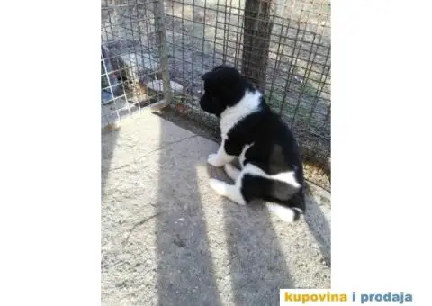 AMERICKE AKITE - vrhunskog porekla - 3/10