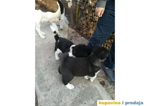 AMERICKE AKITE - vrhunskog porekla - 4/10