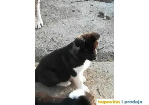 AMERICKE AKITE - vrhunskog porekla - 5/10