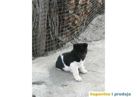 AMERICKE AKITE - vrhunskog porekla - 6/10