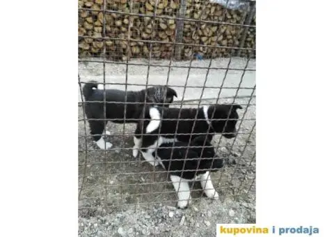 AMERICKE AKITE - vrhunskog porekla - 7/10