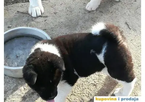 AMERICKE AKITE - vrhunskog porekla - 8/10