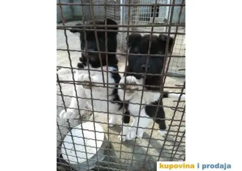 AMERICKE AKITE - vrhunskog porekla - 9/10