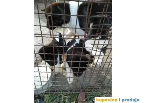 AMERICKE AKITE - vrhunskog porekla - 10/10