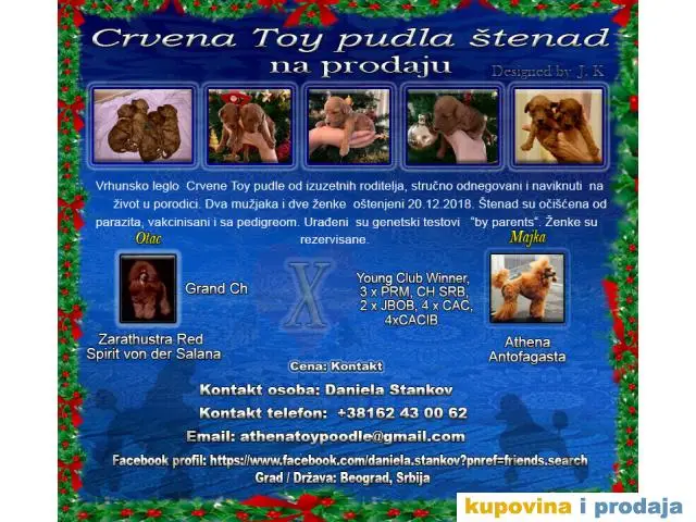 Crvena Toy pudla štenad - 1