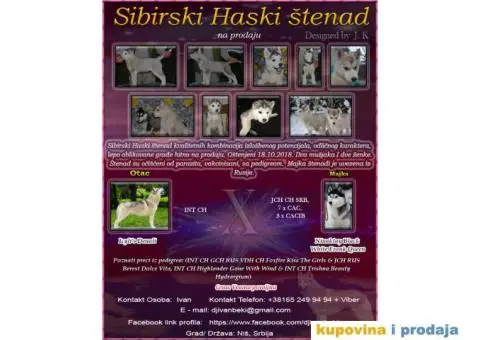 Sibirski Haski štenad - 1/10
