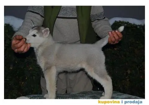 Sibirski Haski štenad - 2/10