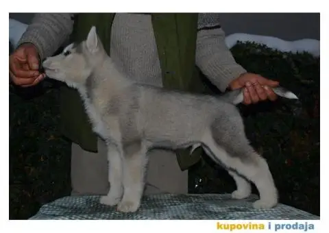 Sibirski Haski štenad - 3/10