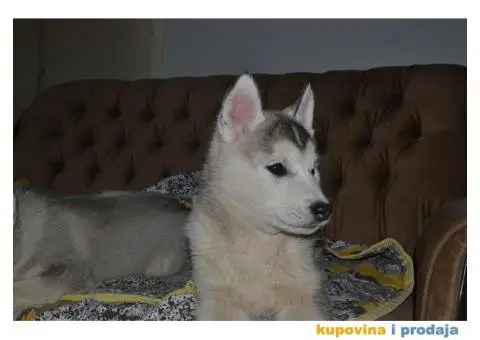 Sibirski Haski štenad - 4/10