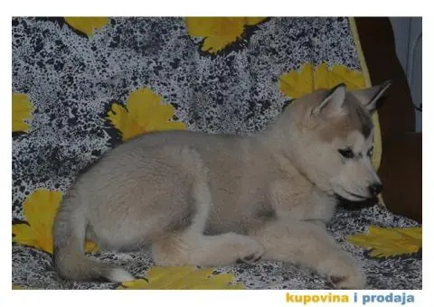 Sibirski Haski štenad - 5/10