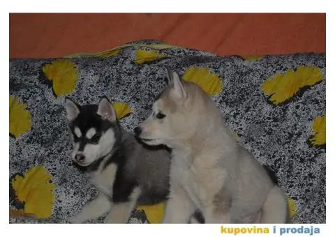 Sibirski Haski štenad - 6/10