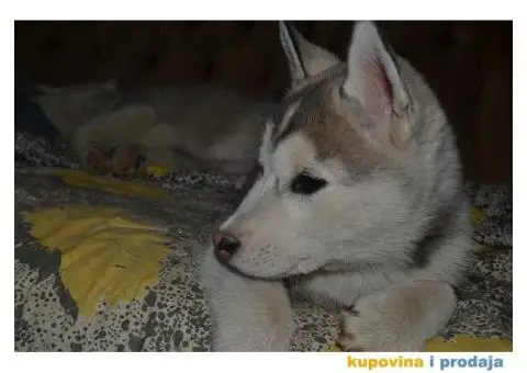 Sibirski Haski štenad - 7/10