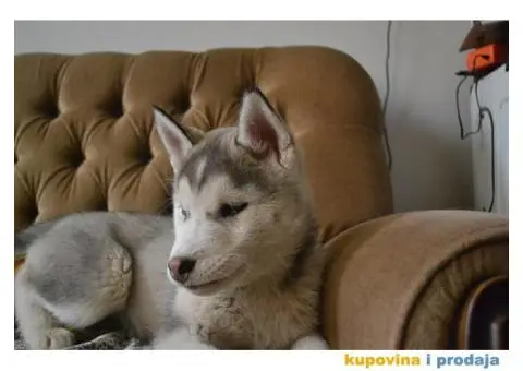 Sibirski Haski štenad - 8/10