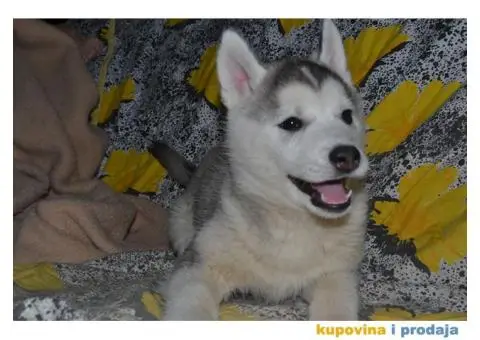 Sibirski Haski štenad - 9/10