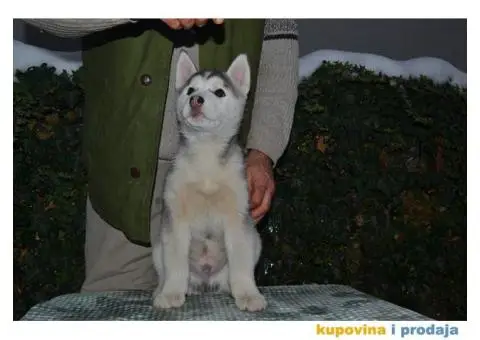 Sibirski Haski štenad - 10/10