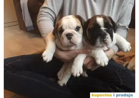 ENGLESKI BULDOG stenci na prodaju - 1/8