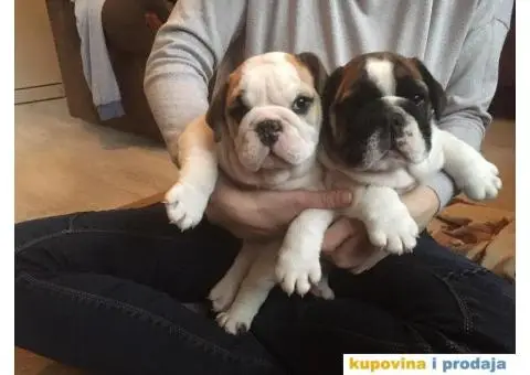 ENGLESKI BULDOG stenci na prodaju - 2/8