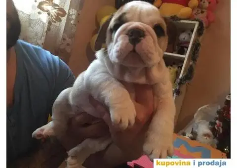 ENGLESKI BULDOG stenci na prodaju - 3/8