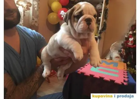 ENGLESKI BULDOG stenci na prodaju - 4/8