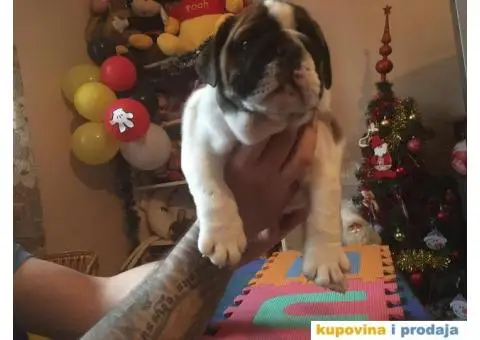 ENGLESKI BULDOG stenci na prodaju - 5/8